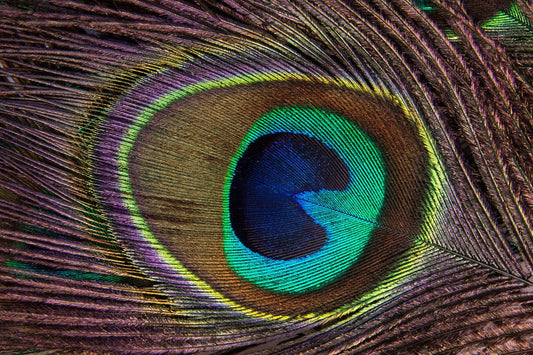 Couleur MOPA